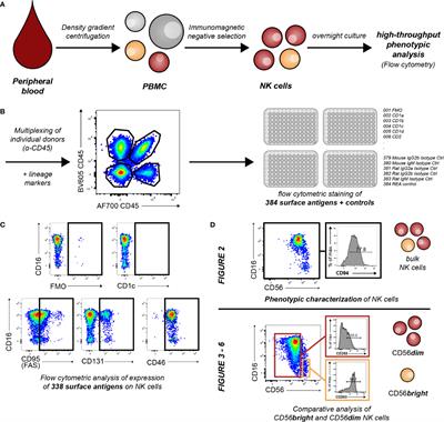 Distinct Signatures in the Receptor Repertoire Discriminate CD56bright and CD56dim Natural Killer Cells